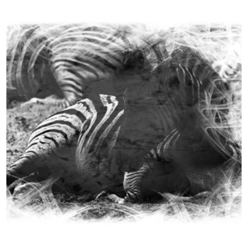 ZEBRA Design